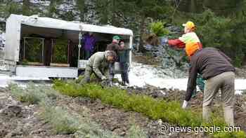 Forst im Kreis Northeim setzt vermehrt auf Kraft der Natur - hna.de