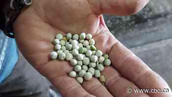 'We shouldn't be hungry here': Sask. farmer donates 25 tonnes of peas to Regina Food Bank