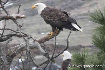 Poor visibility hampers North Okanagan eagle/swan count - Vernon ... - Vernon Morning Star