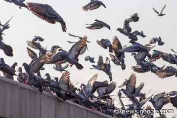 A new study sheds light on pigeons' apparent disdain for modern ... - Archinect
