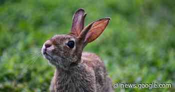 Loslopende hond bijt konijn dood in tuin in Maaseik - Het Laatste Nieuws