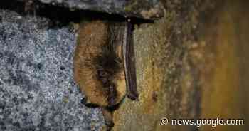 Natuurpunt telt kwart meer vleermuizen in Keerbergse bunkers - Het Laatste Nieuws