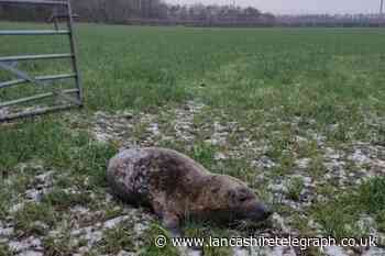 Walton-le-Dale: Seal pup rescued after being found in field