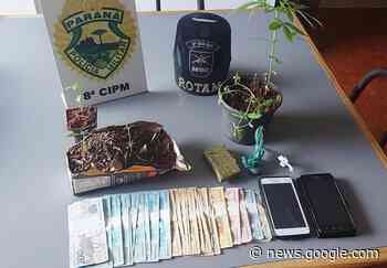 PM apreende 12 pés de maconha em Irati - najua.com.br