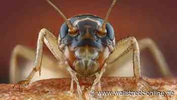 'Insekten-Boom' voraus?: Krabbeltiere als Lebensmittel: Welche Aktien profitieren?