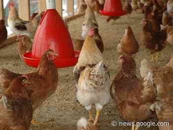 Biosicherheit auch für kleine Geflügelhaltungen ... - Internet-Zeitung Leimen Nussloch Sandhausen