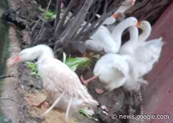 Villa Comunale, stavolta non rubano cigni ma abbandonano... oche - emmelle.it