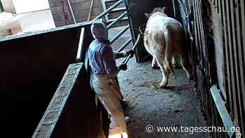 Vorwürfe gegen Schlachthöfe: Illegales Schächten dokumentiert