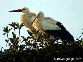Esultate, esultate: le cicogne son tornate - Crema News