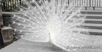 The Divine Peacocks of Saint John's Were Celebrated as They ... - westsiderag.com