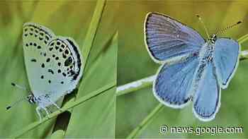 Schmetterlinge Jever: Zahl der Arten von rund 86 auf 48 ... - NWZonline