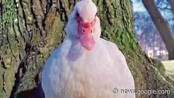 Wallanlagen Jever: Wer hat Emilia gesehen? - NWZonline