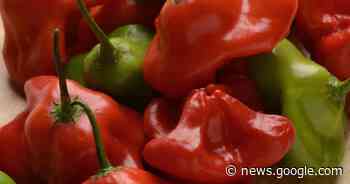 Master Gardener: Sizing up the best hot peppers - The Daily News Online