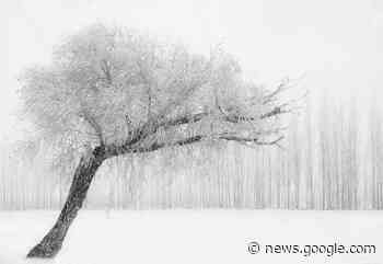 The Upland Gardener: Wind Breaks and Blizzards - THE WELLSVILLE SUN