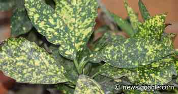 MASTER GARDENER: Add some gold to your landscape - Athens Daily Review