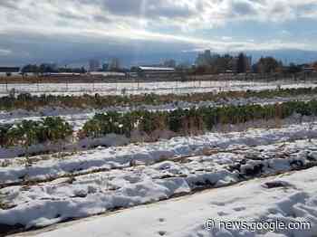 Northern Nevada backyards and landscapes: The winter gardener - Carson Now