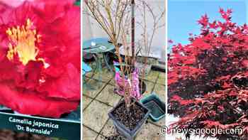 Isle of Wight County Press gardener gives care tips in acid soil - Isle of Wight County Press