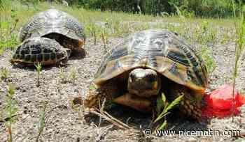 Un entrepreneur condamné à 150.000 euros d'amende pour destruction de tortues protégées en Corse