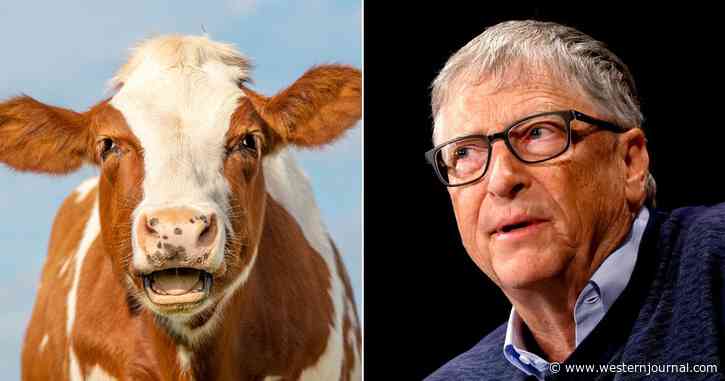 Bill Gates' Latest Investment: Stop Cows from Burping with $12 Million