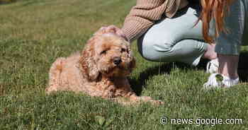 "Socke erdet mich": Tiergestützte Therapie im SRH Klinikum ... - ka-news.de