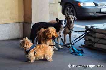 Oltre 24mila cani a Trieste, il problema delle deiezioni si fa... - Trieste News