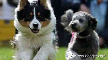 Leinen los! Karlsfeld bekommt eine Hundespielwiese - Merkur.de
