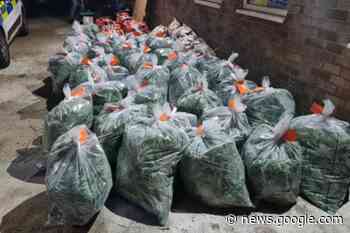 Cannabis worth around £500k uncovered in Sutton - Sutton & Croydon Guardian