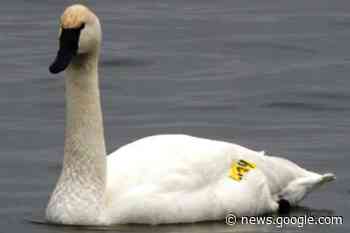 Annual Sutton Christmas bird count saw 55 species, 12000 birds - NewmarketToday.ca