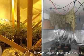 Police discover 100 cannabis plants following raid in Leyland