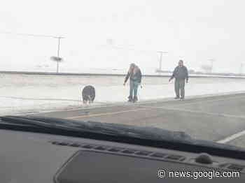 Wild or Domestic? Pig sighting on Highway 1 near Moose Jaw ... - DiscoverMooseJaw.com