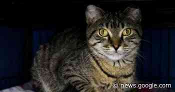 Moose Jaw Humane Society struggling to deal with influx of animals - 650 CKOM News Talk Sports