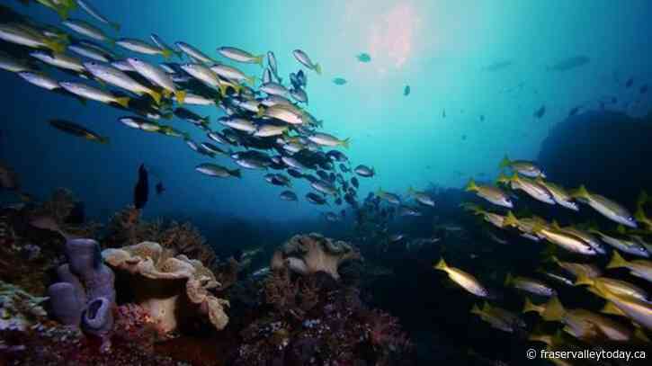 Fish sounds could help scientists understand their ocean world