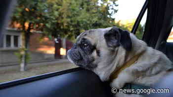 Wie lang darf der Hund im Auto bleiben? - Sächsische.de