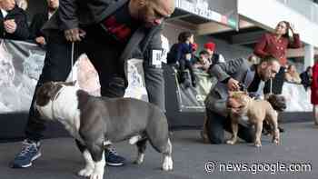 Zamora se convierte en un escaparate de la belleza canina - La Opinión de Zamora