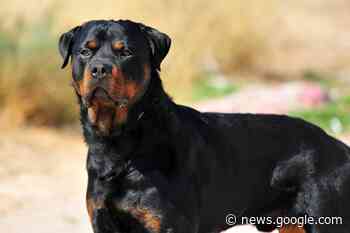 Aggressione di due cani a un signora di Fermo. L'esperto: «Difficile ... - Kodami