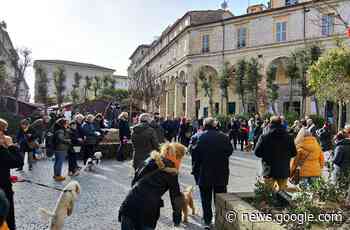Padroni e animali in piazza, Fermo si conferma una città che pensa ... - Laprovinciadifermo.com