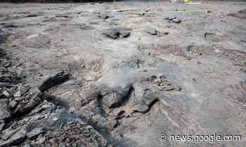 Man jailed for excavating Hudson's Hope dinosaur site - Squamish Chief