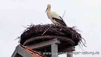 Viel zu früh: Erster Storch ist zurück im Kreis Helmstedt