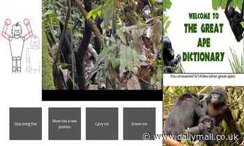 Take quiz to see if you can recognise 10 common chimp gestures 