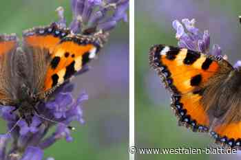 „Korsischer Kleiner Fuchs“: Seltener Schmetterling in Germete entdeckt