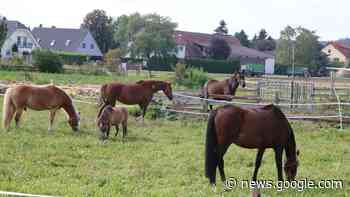 Trebur will das ländliche Flair bewahren - fnp.de