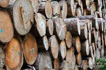 Der Kenzinger Forstbetrieb hofft auf ein ruhigeres Jahr - badische-zeitung.de