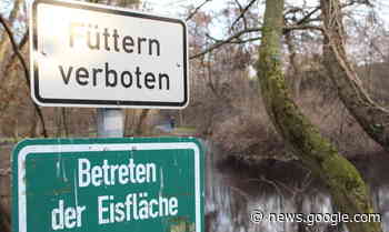 Illegale Goldfische: Fisch-Sterben im Volkspark-Teich in Springe - Neue Deister-Zeitung