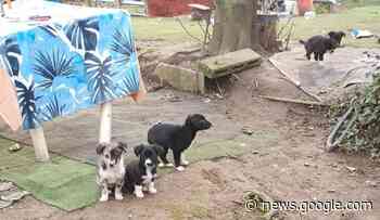 Rho, cani sfruttati per la questua trovati in un accampamento nomadi - Sempione News