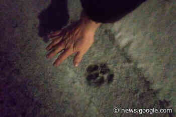 Cougar kills Penticton woman's cat in front of her - Salmon Arm ... - Salmon Arm Observer