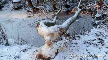 Weimarer Land: Spuren des Bibers auch am Mühlgraben in ... - Thüringer Allgemeine