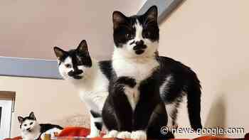 Katzenbrüderbande - Kurier Dachau