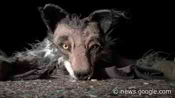 Ein Wolf mit leerem Kochtopf - Dachau - SZ.de - Süddeutsche Zeitung - SZ.de