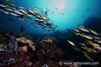 Fish sounds could help scientists understand their ocean world