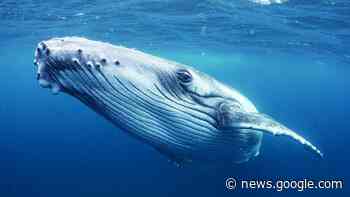 7 Best Large-Cap Index Funds Of 2023 – Forbes Advisor - Forbes